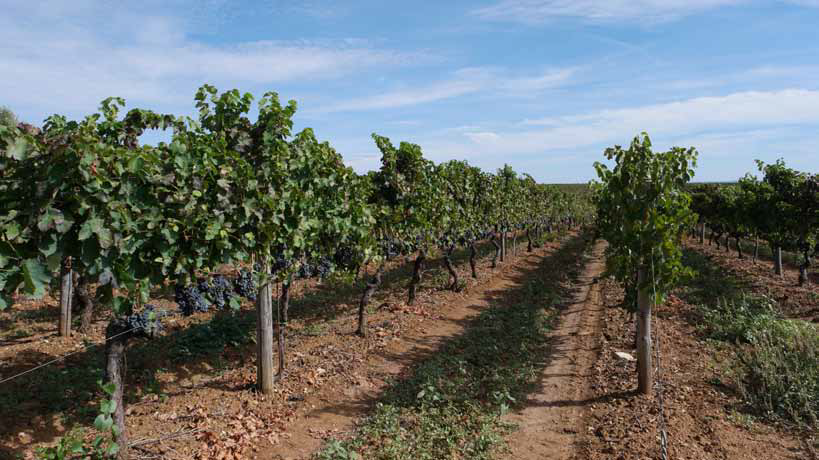 Basilicata Wine Festival e l'Aglianico del Vulture