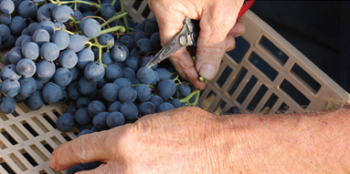 Dalla Valpolicella al Garda, l'uva che esprime un intero territorio