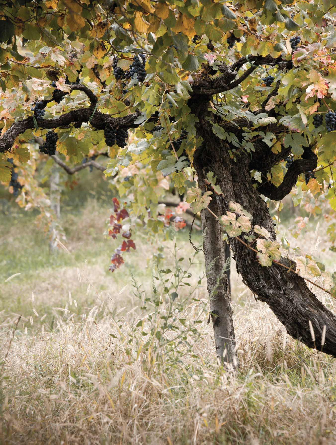 CAMPANIA STORIES: I VINI ROSSI