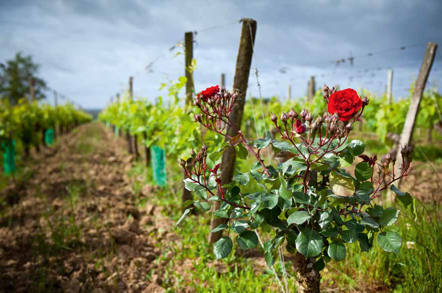 Vino, evoluzione di un classico- i vini verdi, evoluzione di un classico