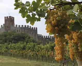 Soave Versus 2012