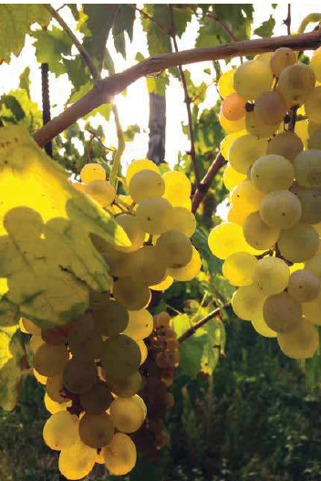 Lessini Durello, le colline d'oro