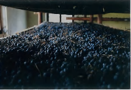 Amarone della Valpolicella: presentata l'annata 2006