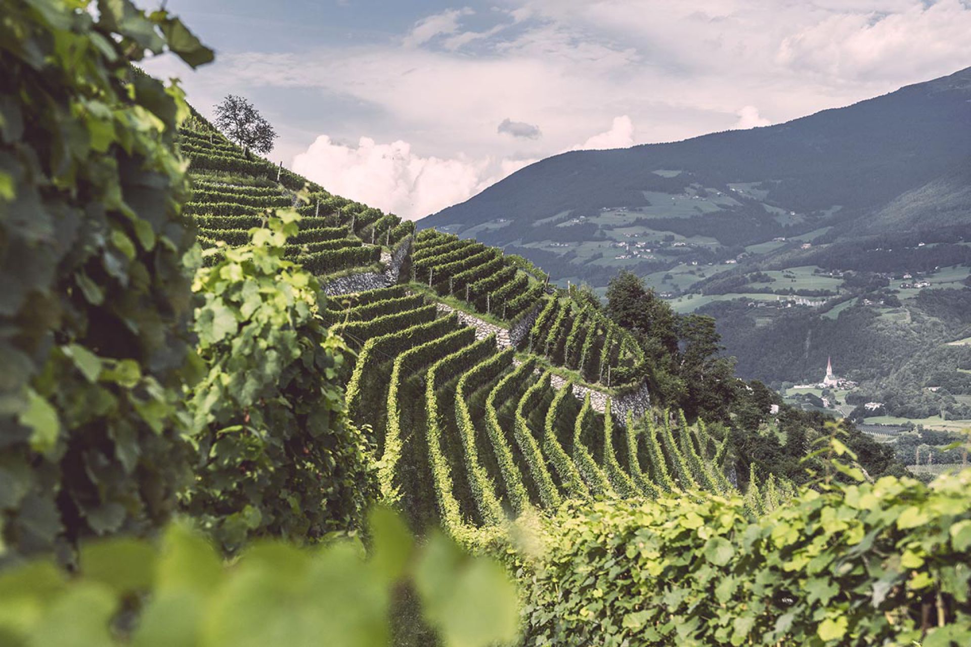 EisacktalWein, un esempio di lungimiranza per sostenere il territorio