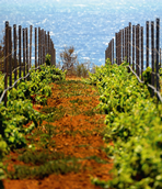 Un tour nella Sicilia del vino