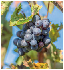 Bardolino, le vigne tra le alpi e il lago