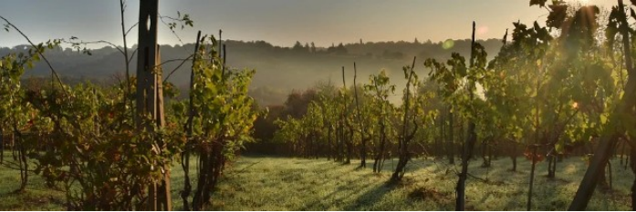 Les vendanges italiennes prévues en recul