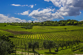 ROMAGNA. Piccola storia della rinascita del Sangiovese