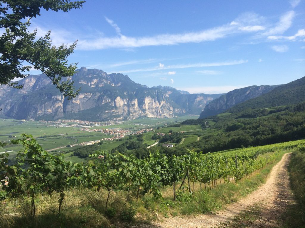 Trentino. Una panoramica enoica