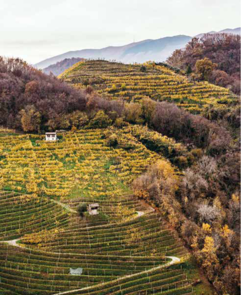 Prosecco sì/no. Strategie di valore per il Conegliano Valdobbiadene tra sostenibilità e zonazione