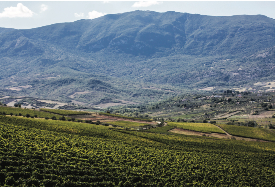 Wines of Abruzzo 