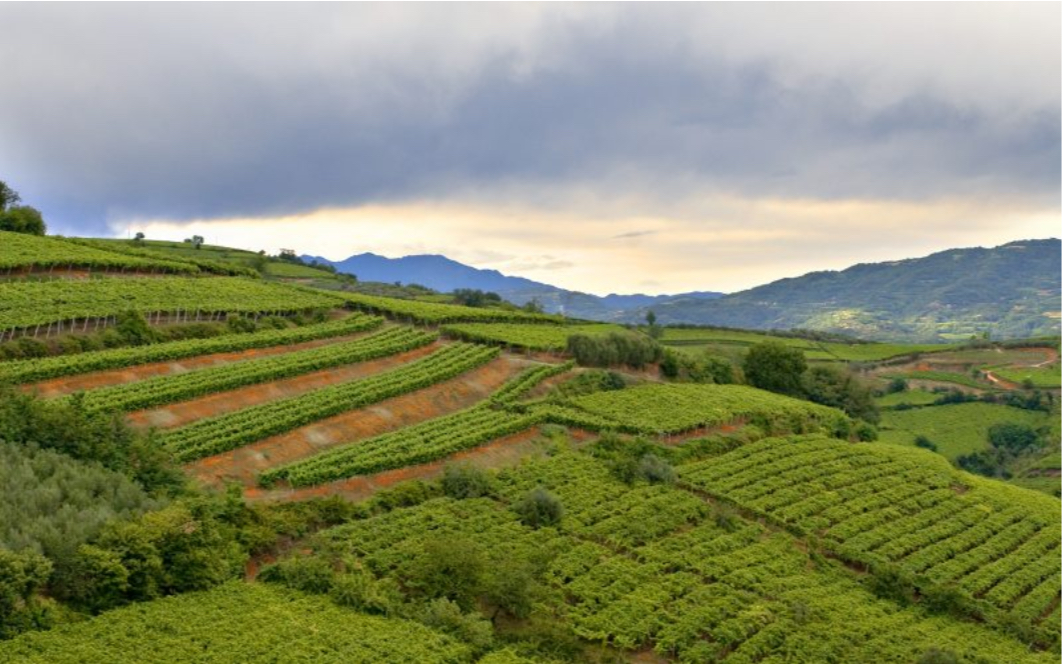 Perdersi tra i Comuni della denominazione del Soave, tra cultura ed enogastronomia