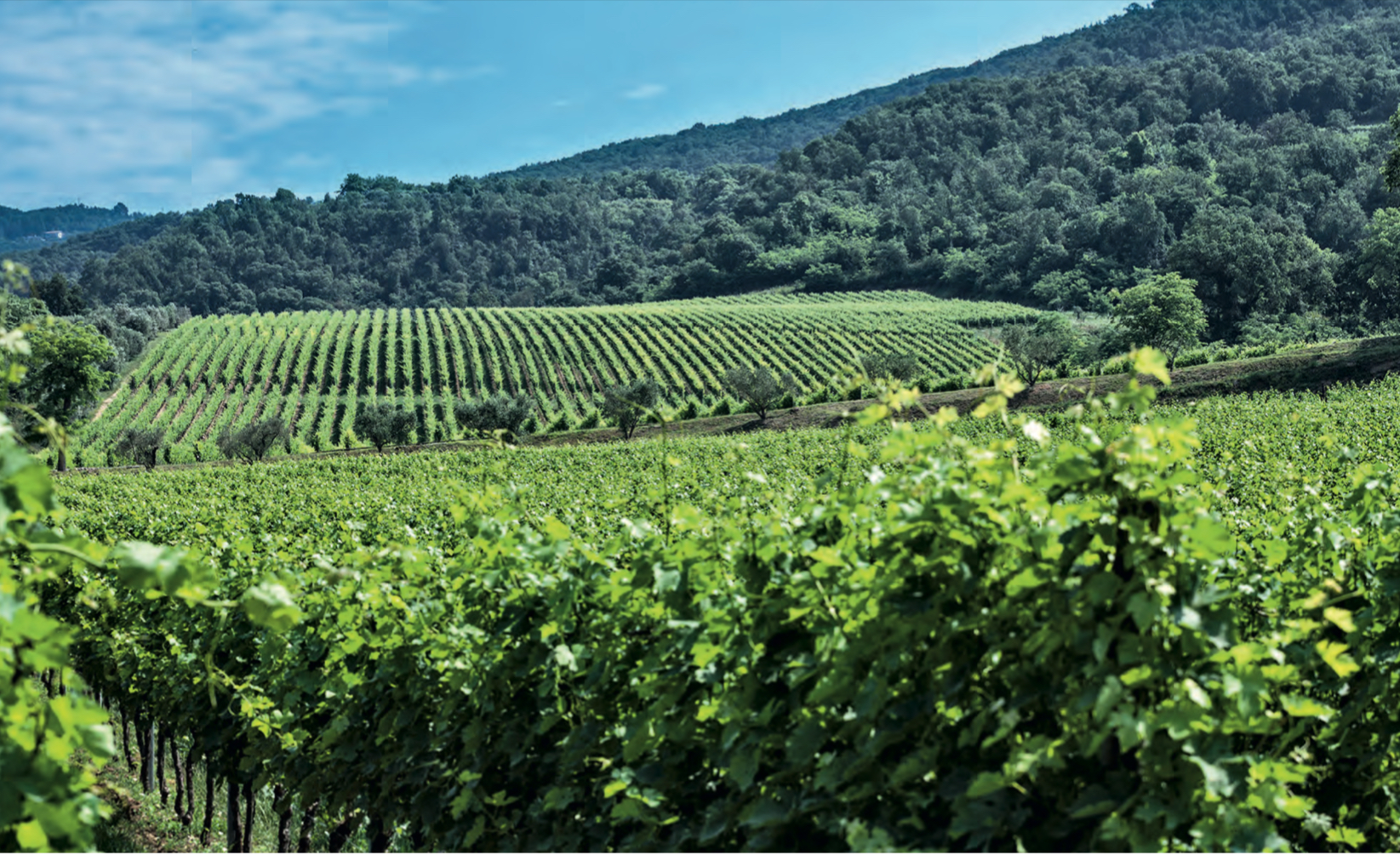 Amarone Bertani is celebrating 50 harvests and the return to the market of the historic 1967 vintage with a unique parterre and six outstanding samples