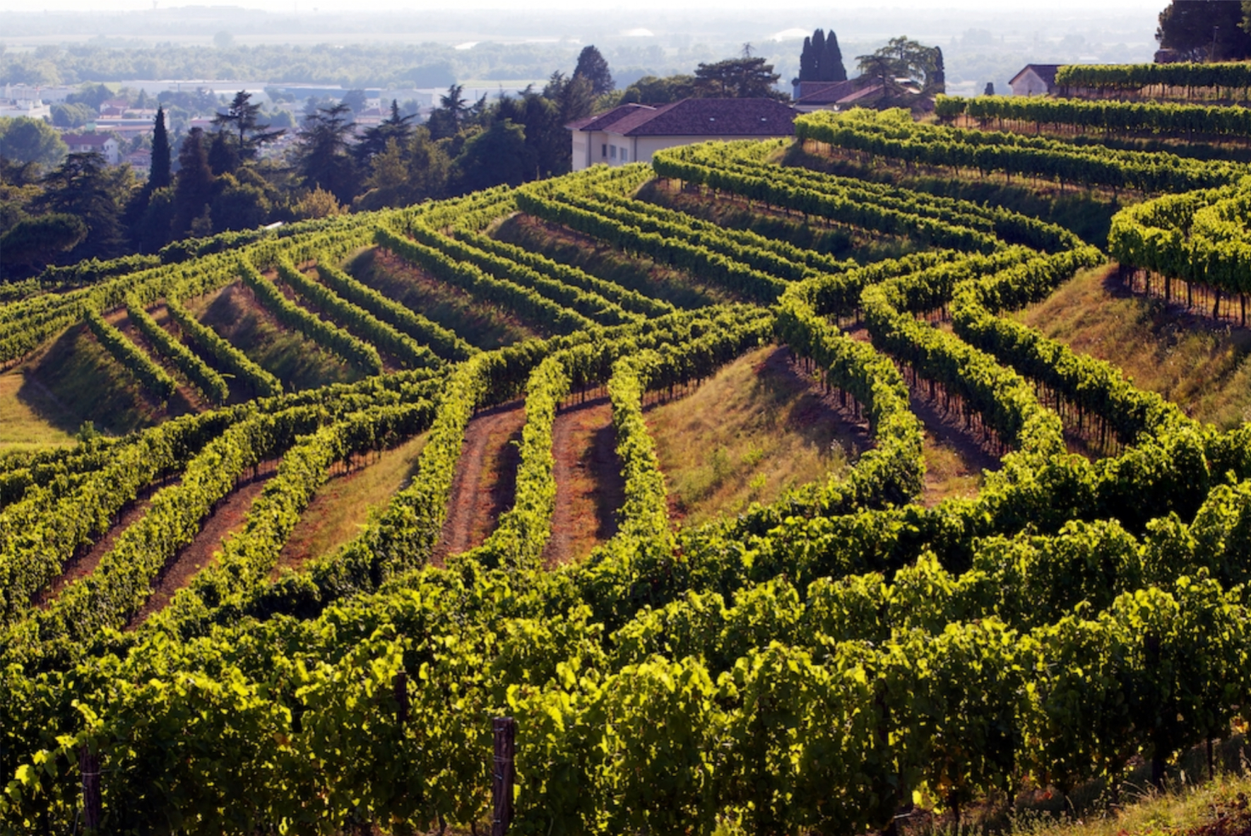 Friuli Venezia Giulia - Vendemmie