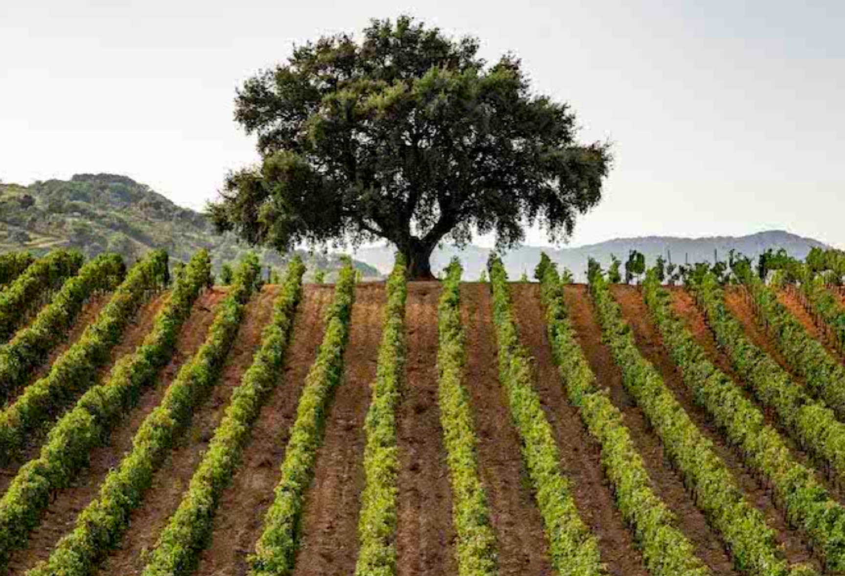 Sicilia, il “continente vitivinicolo” con l’incanto delle isole nell’isola