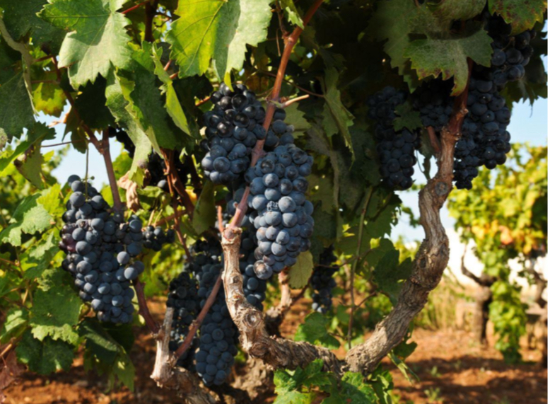 Salento, alla scoperta della Doc Salice Salentino e del negroamaro