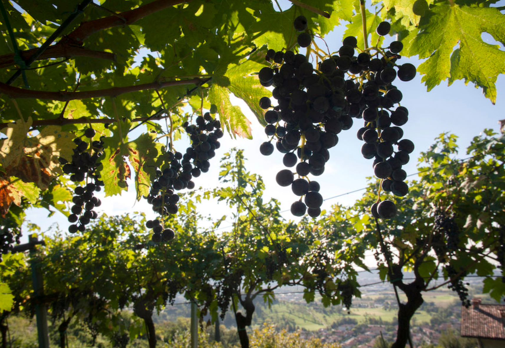 Lombardia, crogiolo di habitat viticoli e interpretazioni enoiche
