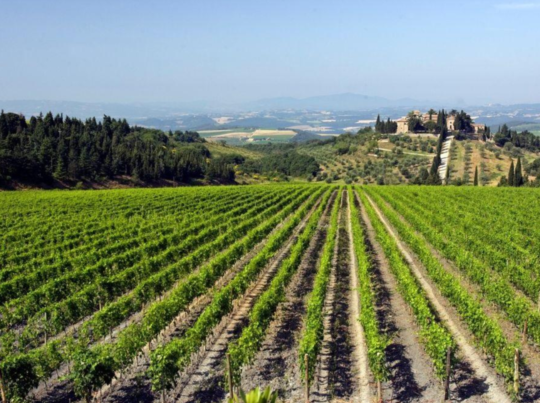 Tenuta CastelGiocondo: storia, arte e Brunello di Montalcino 