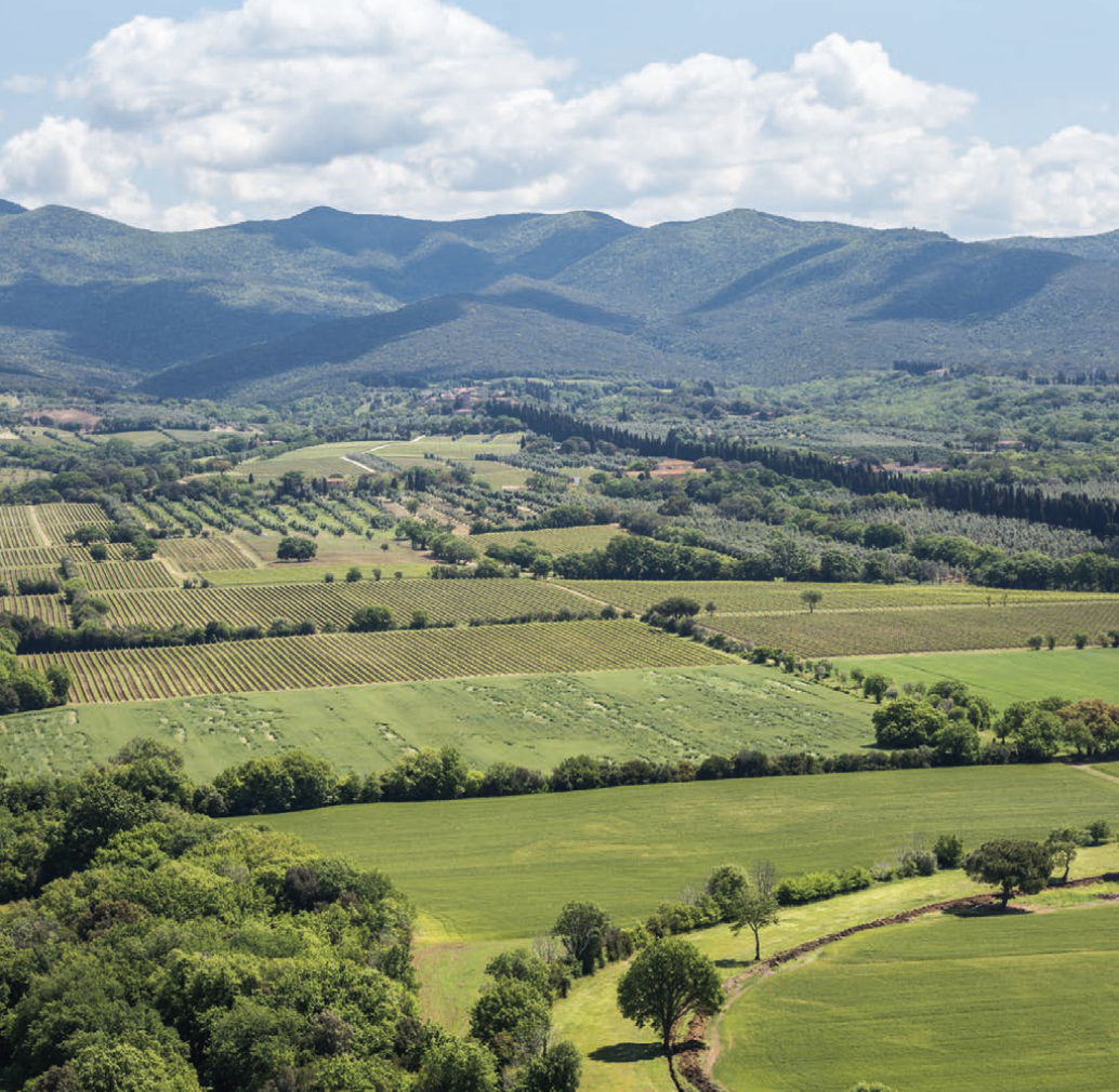 Bolgheri, The Essence of Wine