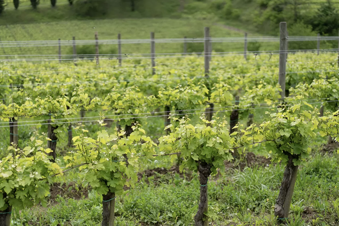 Cosa succede nel Collio