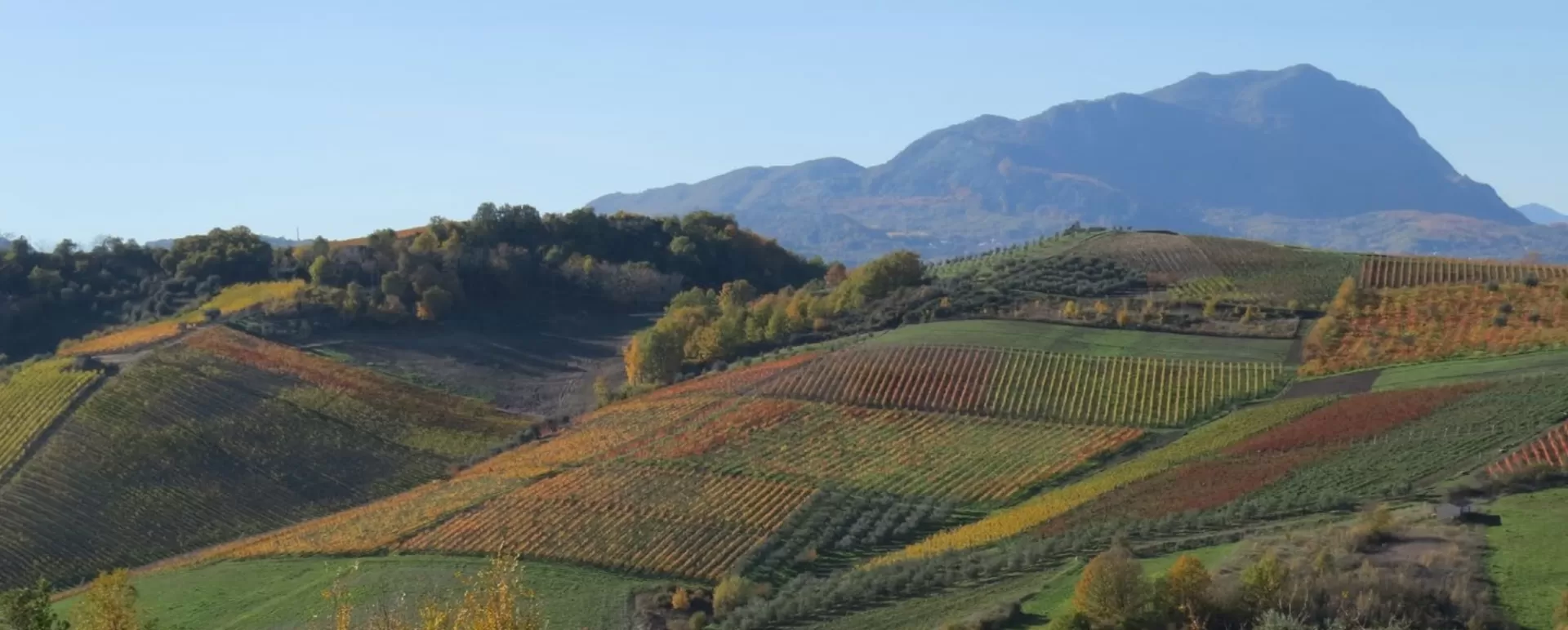 Taurasi the Irpinia Region of Campania and the Taurasi Masterclass