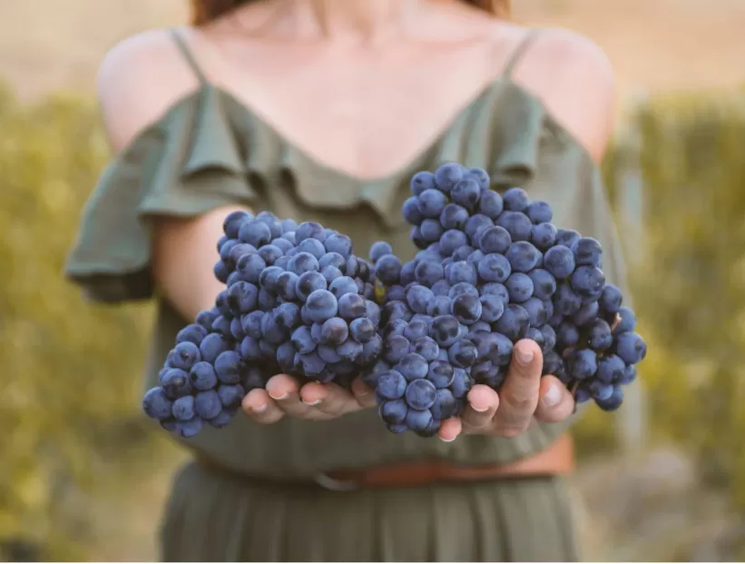 Il vino che fa bene: storie di imprese solidali tra vigna e inclusione