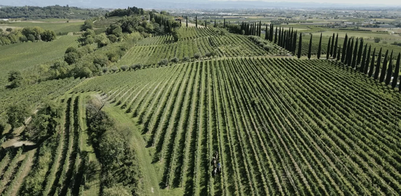 Il Custoza Riserva è un bianco autoriale. L’interpretazione di tre Cantine