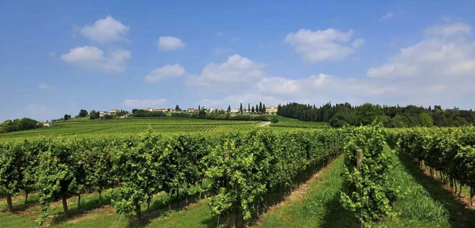 Nelle terre del Custoza si fa largo la Riserva (e cresce il Superiore)