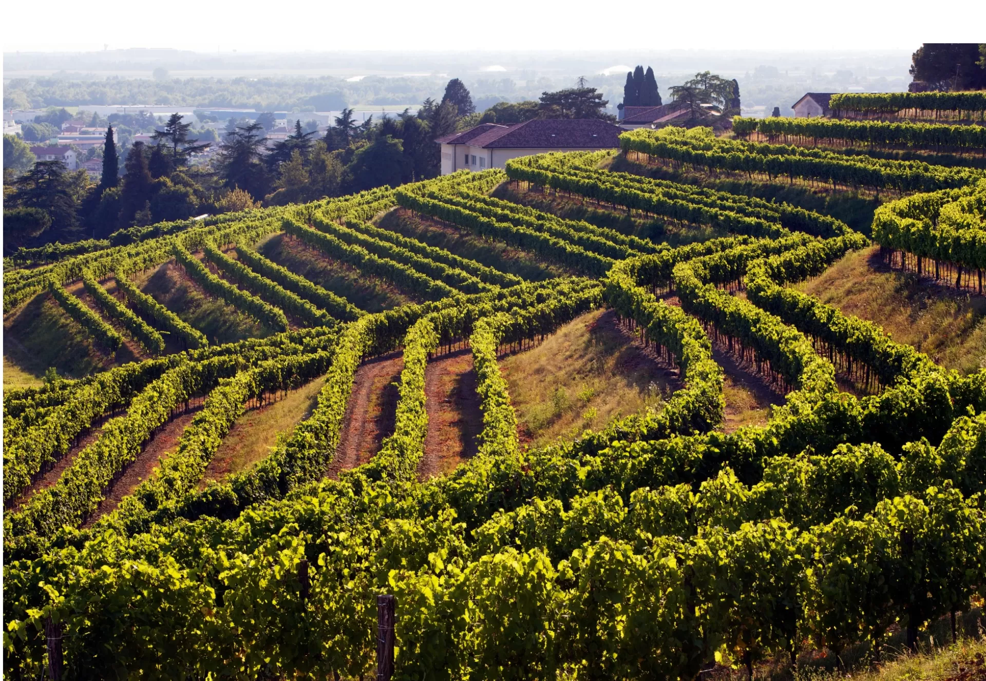 The wines of Friuli Venezia Giulia