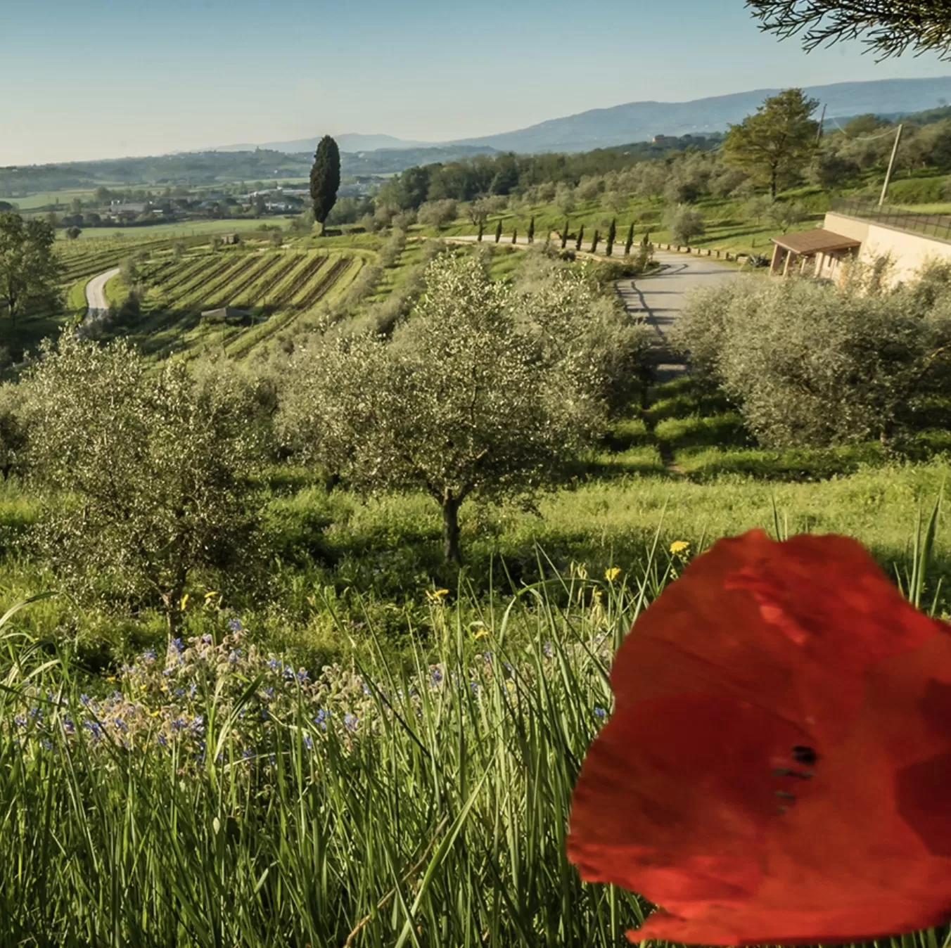 Terre di Pisa, la più giovane Doc toscana ha tanta voglia di crescere