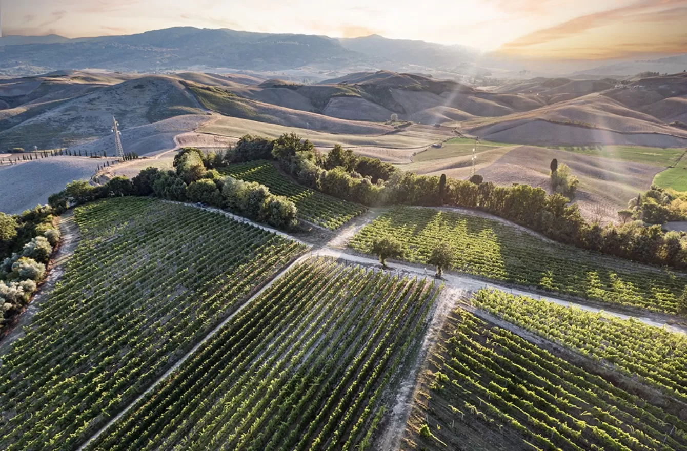 Terre di Pisa, la visione di tre protagonisti impegnati nella crescita della Denominazione