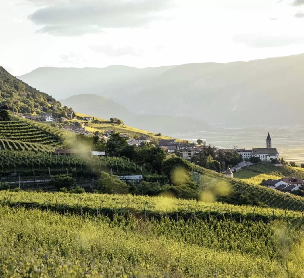 À La Découverte Des Vins Du Haut-Adige, Un Univers Unique Et Original