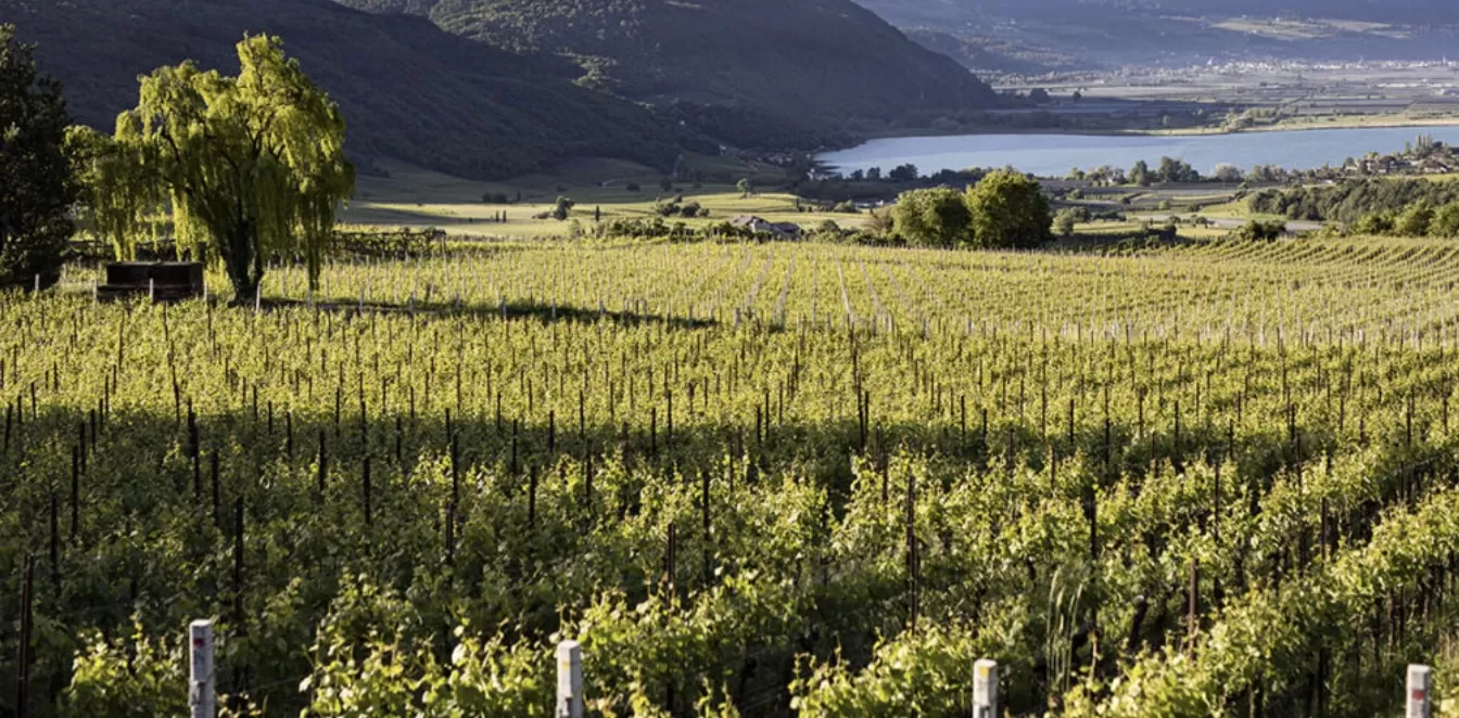 Doc Lago di Caldaro: tre interpretazioni della zona classica