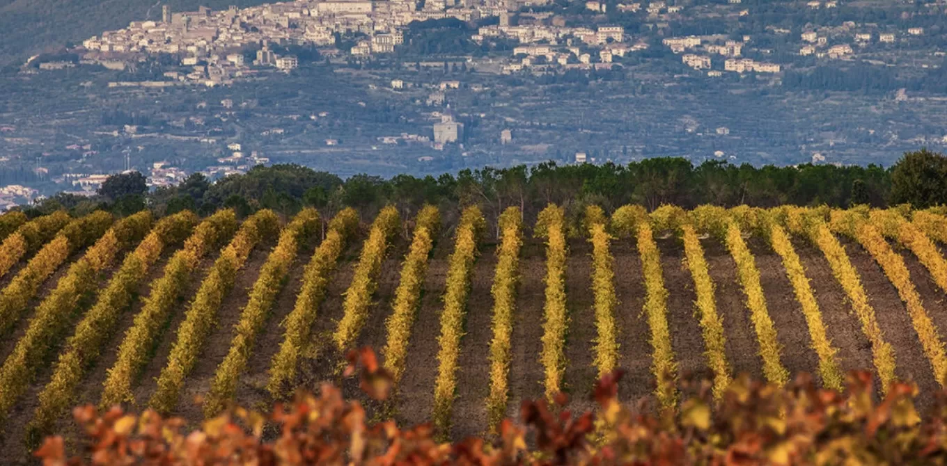Cortona è Syrah. Le modifiche al disciplinare volute dai produttori lo confermano