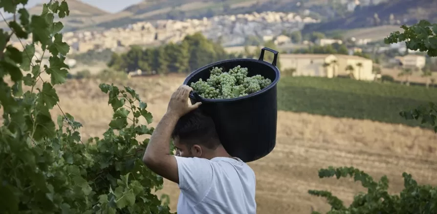 Doc Monreale: per i produttori il vitigno su cui puntare è il Catarratto