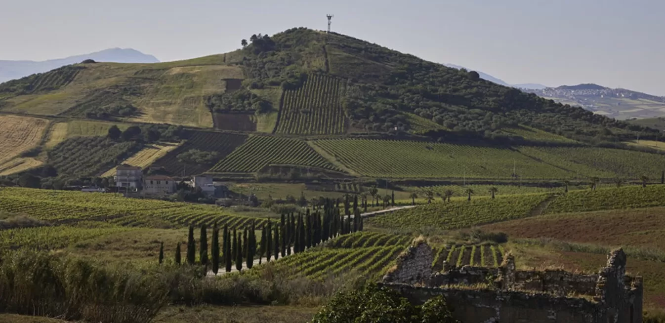 Doc Monreale, la nuova vita del “vigneto di Palermo”