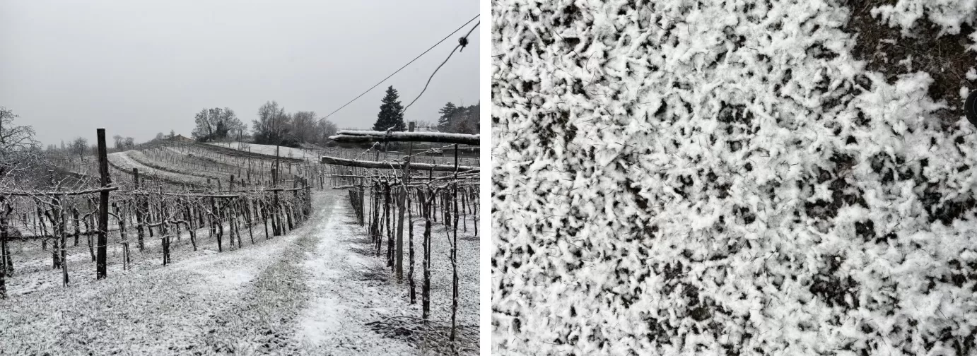 La voce umana nel vino