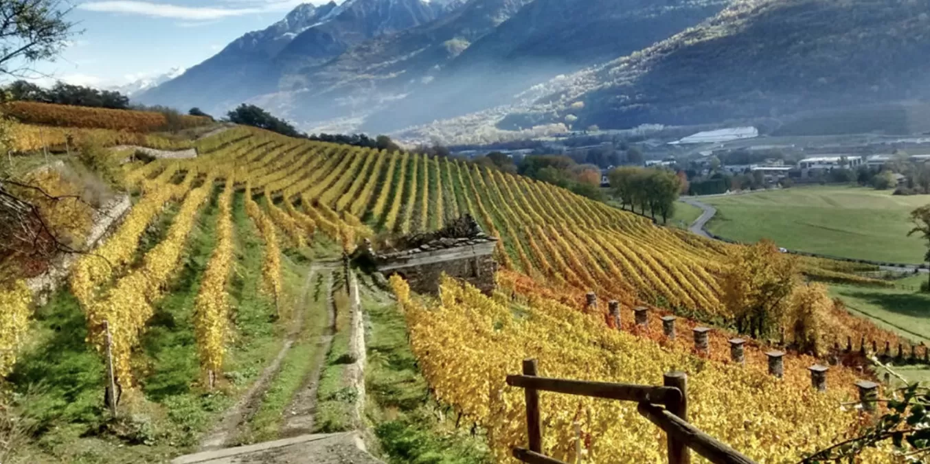 Valle d’Aosta Petite Arvine, Fumin e Torrette raccontati da 3 produttori della Doc