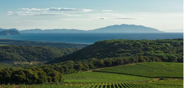 LINTUIZIONE DEI PRECURSORI E IL BOLGHERI STYLE