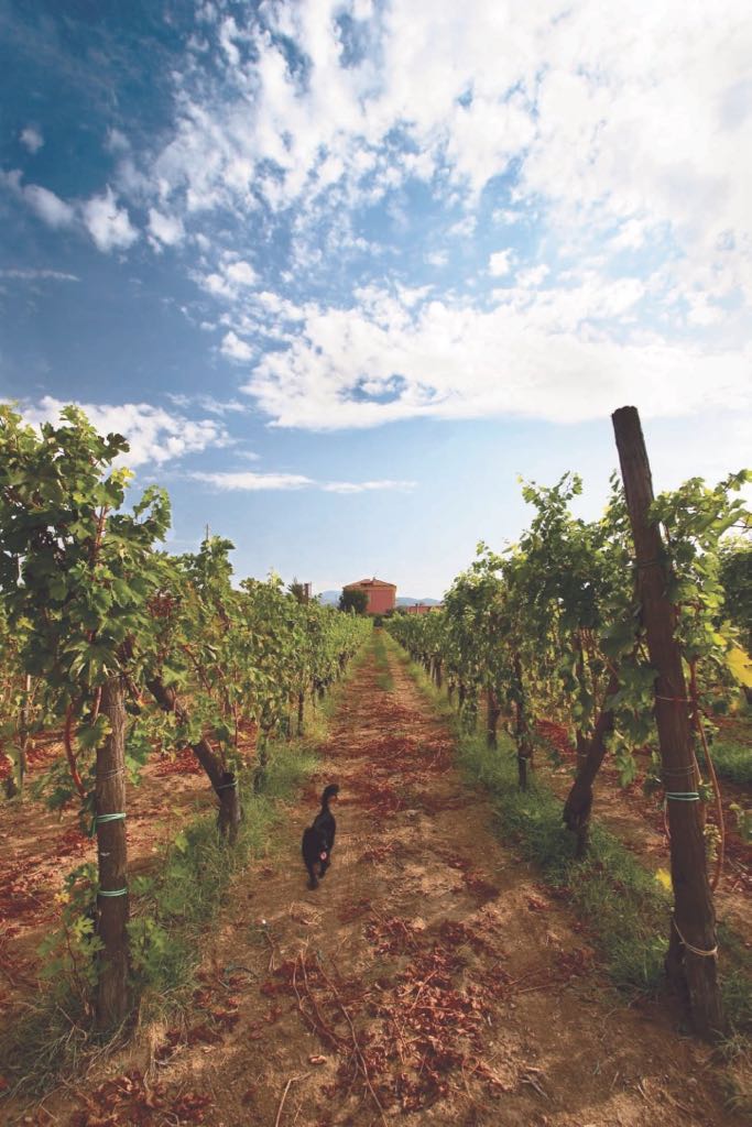 CAMPANIA STORIES, RACCONTI DI GRANDI VINI BIANCHI