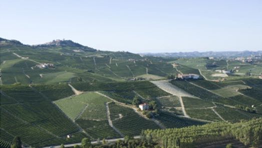 CANNUBI, LA COLLINA DEI DESIDERI