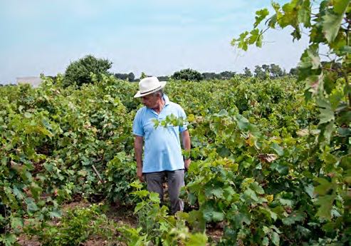 PRIMITIVO AFFIATAMENTO