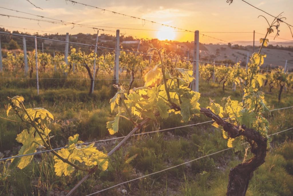 MARCHE E VERDICCHIO, LE RAGIONI DI UN SUCCESSO